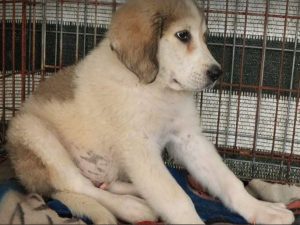 Bandit a white and grey Romanian rescue dog | 1 Dog at a Time Rescue UK