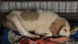 Bandit a white and grey Romanian rescue dog | 1 Dog at a Time Rescue UK