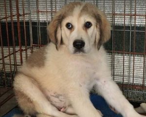 Bandit a white and grey Romanian rescue dog | 1 Dog at a Time Rescue UK