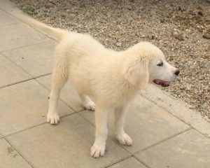 Bear a white Romanian rescue dog | 1 Dog at a Time Rescue UK