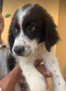 Beau a black and white Romanian rescue dog | 1 Dog at a Time Rescue UK