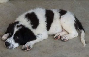 Beau a black and white Romanian rescue dog | 1 Dog at a Time Rescue UK