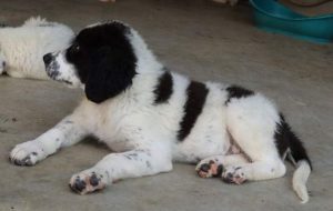Beau a black and white Romanian rescue dog | 1 Dog at a Time Rescue UK