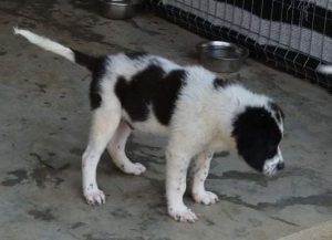 Beau a black and white Romanian rescue dog | 1 Dog at a Time Rescue UK