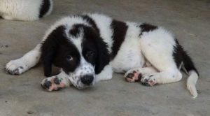 Beau a black and white Romanian rescue dog | 1 Dog at a Time Rescue UK