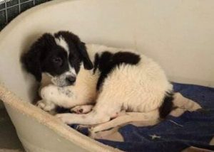 Benji a black and white Romanian rescue dog | 1 Dog at a Time Rescue UK