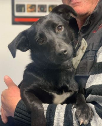 Bonnie a black Romanian rescue dog 1_1 Dog at a Time Rescue UK Bonnie a black Romanian rescue dog | 1 Dog at a Time Rescue UK