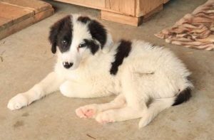 Bowie a black and white Romanian rescue dog | 1 Dog at a Time Rescue UK