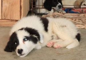 Bowie a black and white Romanian rescue dog | 1 Dog at a Time Rescue UK