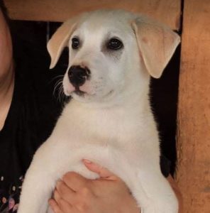 Buddy a cream Romanian rescue dog | 1 Dog at a Time Rescue UK