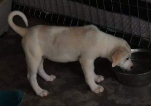 Buddy a cream Romanian rescue dog | 1 Dog at a Time Rescue UK