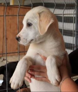 Buddy a cream Romanian rescue dog | 1 Dog at a Time Rescue UK