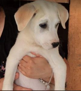 Buddy a cream Romanian rescue dog | 1 Dog at a Time Rescue UK