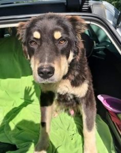 Casey a black and brown Romanian rescue dog | 1 Dog at a Time Rescue UK