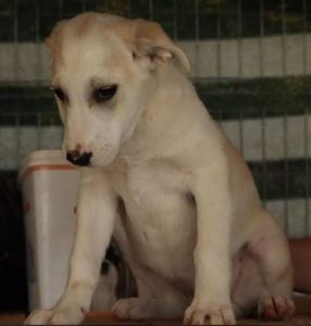 Cookie a cream Romanian rescue dog | 1 Dog at a Time Rescue UK