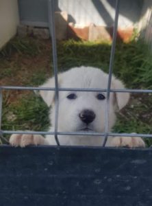 Eddie a white Romanian rescue dog | 1 Dog at a Time Rescue UK