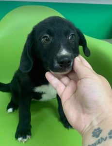 Huey a black and white Romanian rescue dog | 1 Dog at a Time Rescue UK