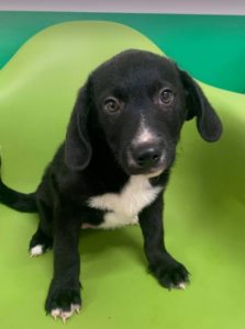 Huey a black and white Romanian rescue dog | 1 Dog at a Time Rescue UK