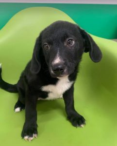 Huey a black and white Romanian rescue dog | 1 Dog at a Time Rescue UK