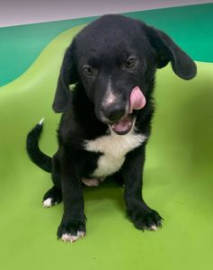 Huey a black and white Romanian rescue dog | 1 Dog at a Time Rescue UK