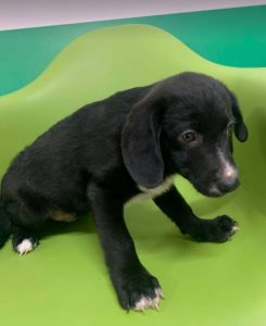 Huey a black and white Romanian rescue dog | 1 Dog at a Time Rescue UK