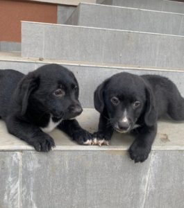 Huey a black and white Romanian rescue dog | 1 Dog at a Time Rescue UK