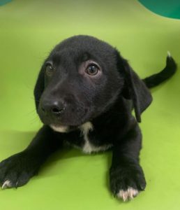 Louie a black and white Romanian rescue dog | 1 Dog at a Time Rescue UK