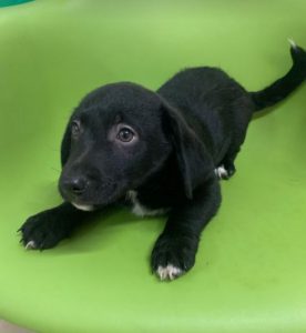 Louie a black and white Romanian rescue dog | 1 Dog at a Time Rescue UK