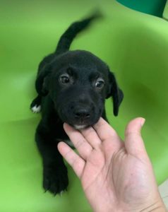 Louie a black and white Romanian rescue dog | 1 Dog at a Time Rescue UK