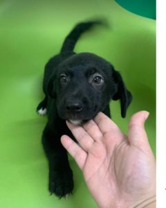 Louie a black and white Romanian rescue dog | 1 Dog at a Time Rescue UK