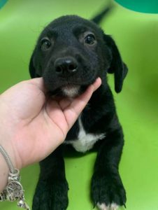 Louie a black and white Romanian rescue dog | 1 Dog at a Time Rescue UK