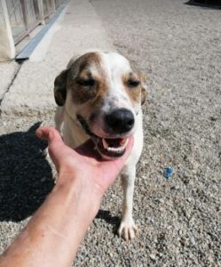 Mia a white and faun Romanian rescue dog | 1 Dog at a Time Rescue UK