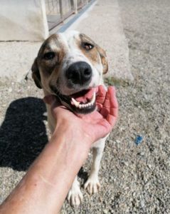 Mia a white and faun Romanian rescue dog | 1 Dog at a Time Rescue UK