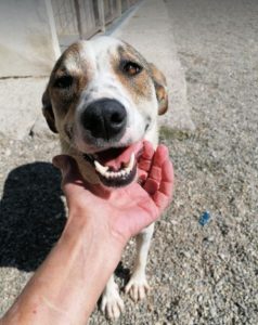 Mia a white and faun Romanian rescue dog | 1 Dog at a Time Rescue UK