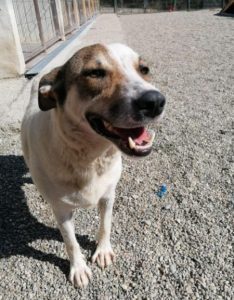 Mia a white and faun Romanian rescue dog | 1 Dog at a Time Rescue UK