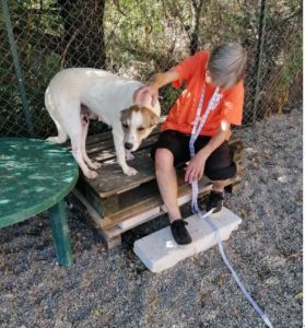 Mia a white and faun Romanian rescue dog | 1 Dog at a Time Rescue UK