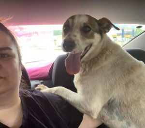 Mia a white and faun Romanian rescue dog | 1 Dog at a Time Rescue UK