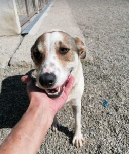 Mia a white and faun Romanian rescue dog | 1 Dog at a Time Rescue UK