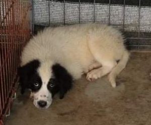 Oreo a black and white Romanian rescue dog | 1 Dog at a Time Rescue UK