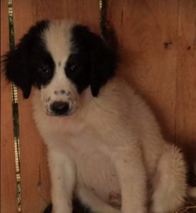 Oreo a black and white Romanian rescue dog | 1 Dog at a Time Rescue UK