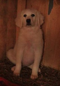 Pearl a white Romanian rescue dog | 1 Dog at a Time Rescue UK