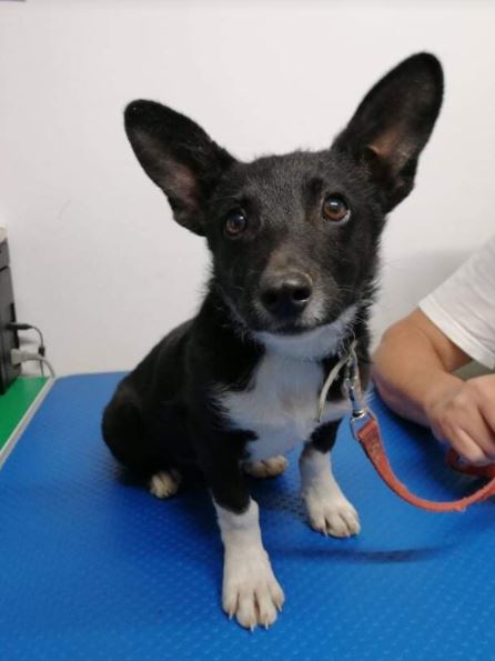 Pepsi a black and white Romanian rescue dog 2 _ 1 Dog at a Time Rescue UK Pepsi a black and white Romanian rescue dog | 1 Dog at a Time Rescue UK