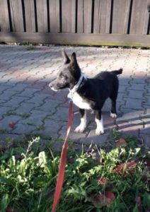 Pepsi a black and white Romanian rescue dog | 1 Dog at a Time Rescue UK