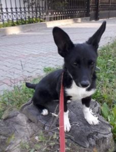 Pepsi a black and white Romanian rescue dog | 1 Dog at a Time Rescue UK