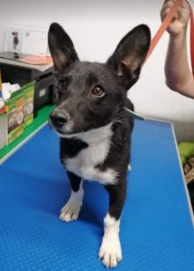 Pepsi a black and white Romanian rescue dog | 1 Dog at a Time Rescue UK