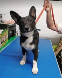 Pepsi a black and white Romanian rescue dog | 1 Dog at a Time Rescue UK