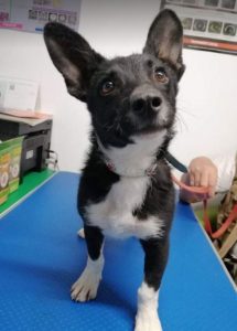 Pepsi a black and white Romanian rescue dog | 1 Dog at a Time Rescue UK