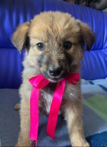 Reba a fawn Romanian rescue dog 1 | 1 Dog at a Time Rescue UK