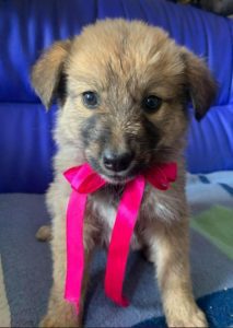 Reba a fawn Romanian rescue dog 1 | 1 Dog at a Time Rescue UK