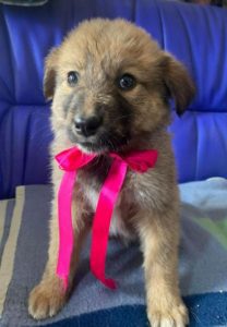 Reba a fawn Romanian rescue dog 1 | 1 Dog at a Time Rescue UK